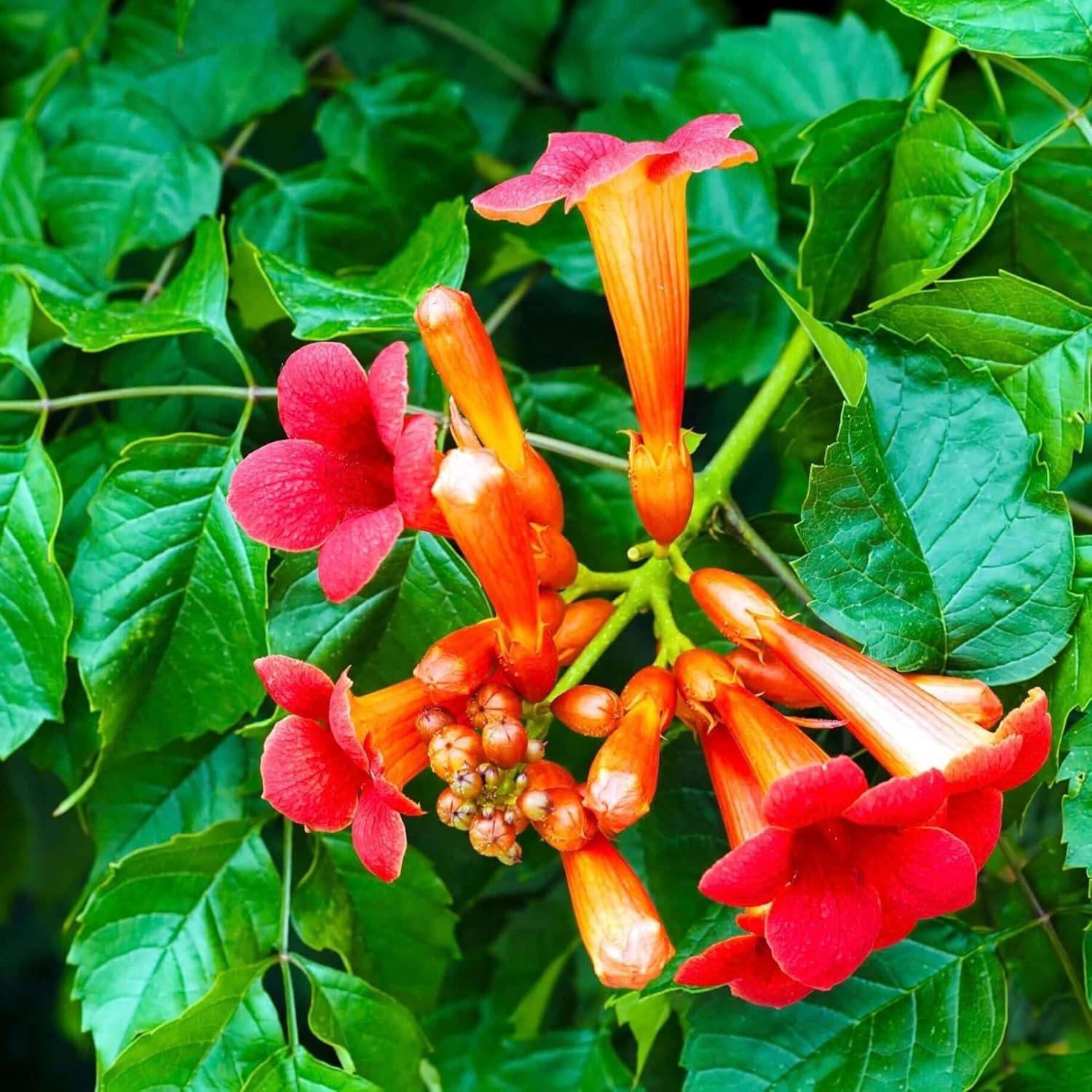 100+Hummingbird Trumpet Vine Plant Seeds-Trumpet Creeper Seeds Non-Gmo Heirloom