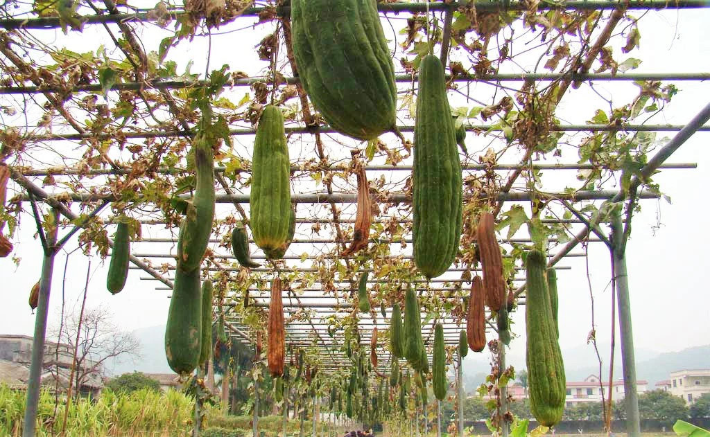 Sponge Luffa Seeds | Dishcloth Gourd Smooth Loofah Craft Melon Asian Seed 2024