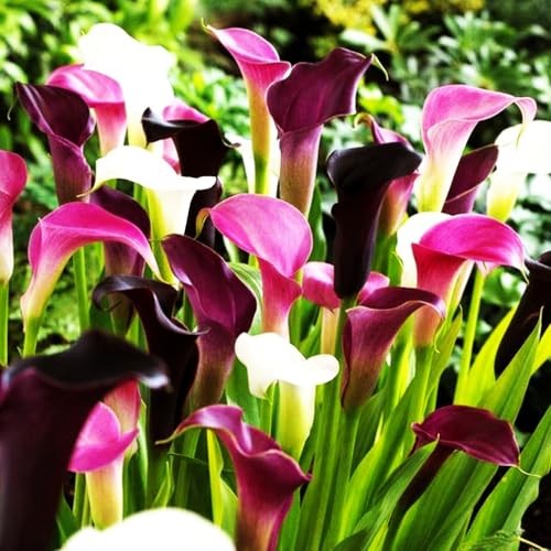 Rare 100Pcs White Pink Red Purple Calla Lily Seeds Beautiful Flowers Mix Color
