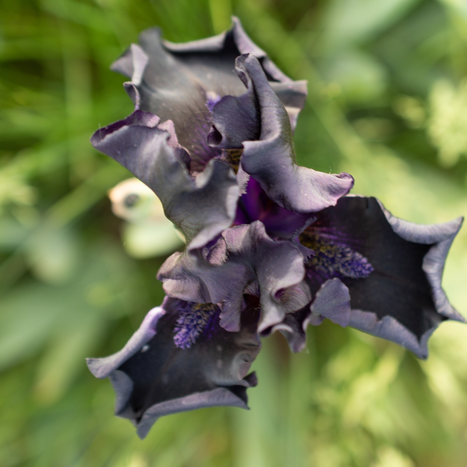 **All Night Long** Tall Bearded Iris. BLACK, Combined Shipping: Jul – Sep