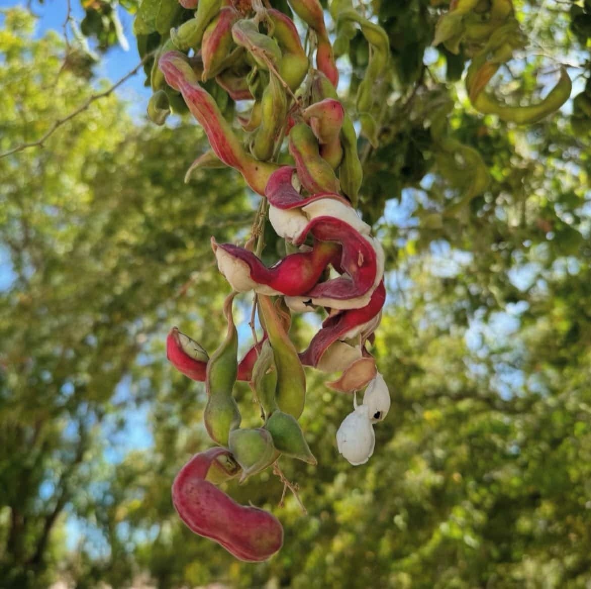 🌳✨ Guamúchil Seeds – 10 Seeds Per Pack | Rare Tropical Tree | Heirloom Seeds ✨
