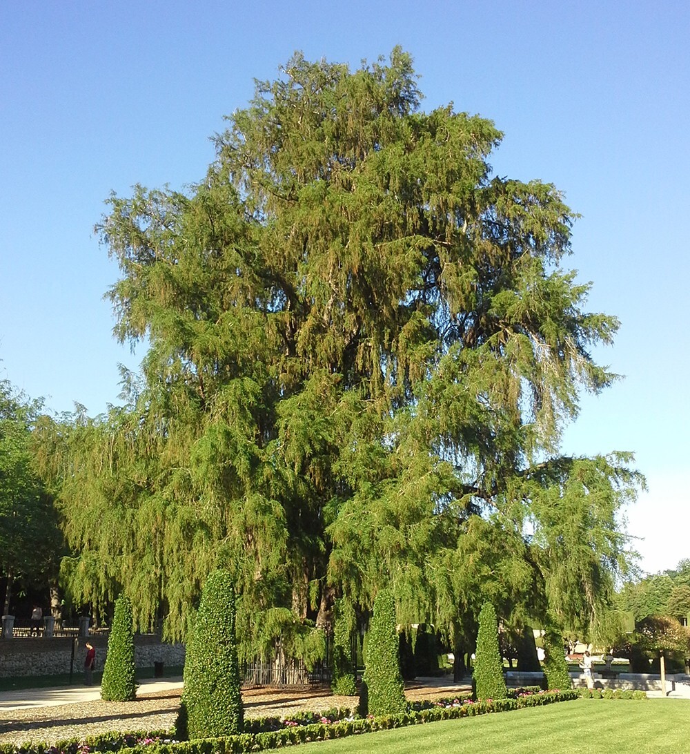 Montezuma Cypress Tree | Premium Seeds | Taxodium mucronatum | Plants’®