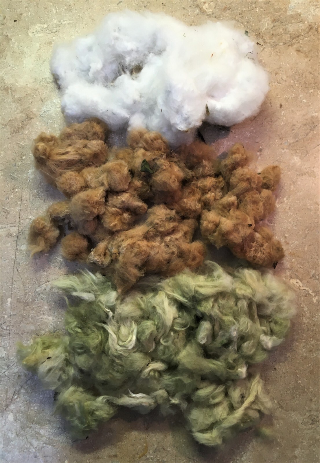 30 EGYPTIAN GREEN LINT Cotton Seed Extremely Rare Heirloom Ornamental