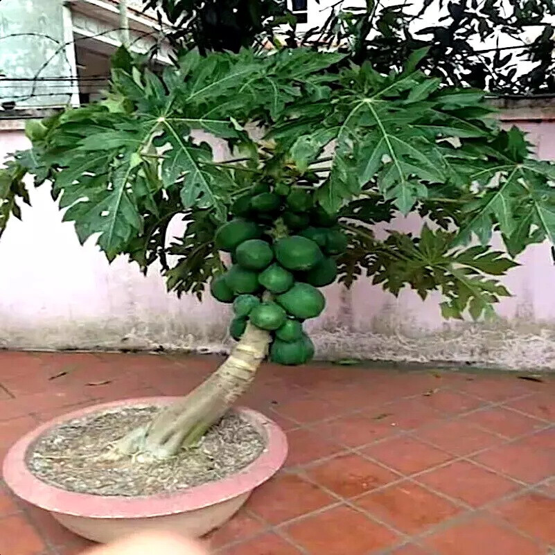 40 RARE “Dwarf Solo Waimanalo Tree Seeds” (Carica Papaya) Fast Fruit Houseplant