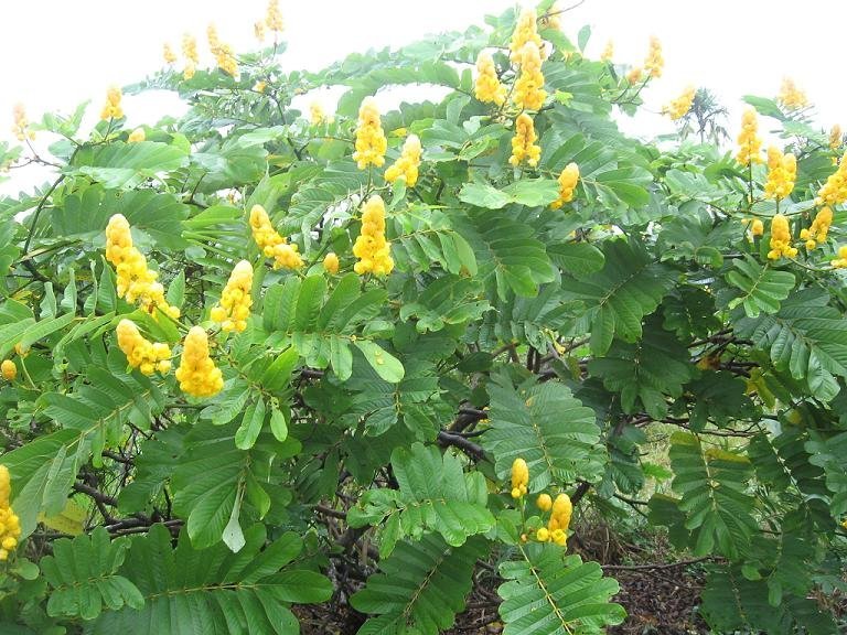 Candle Bush, (Senna alata), Cassia alata, Shrub Seeds