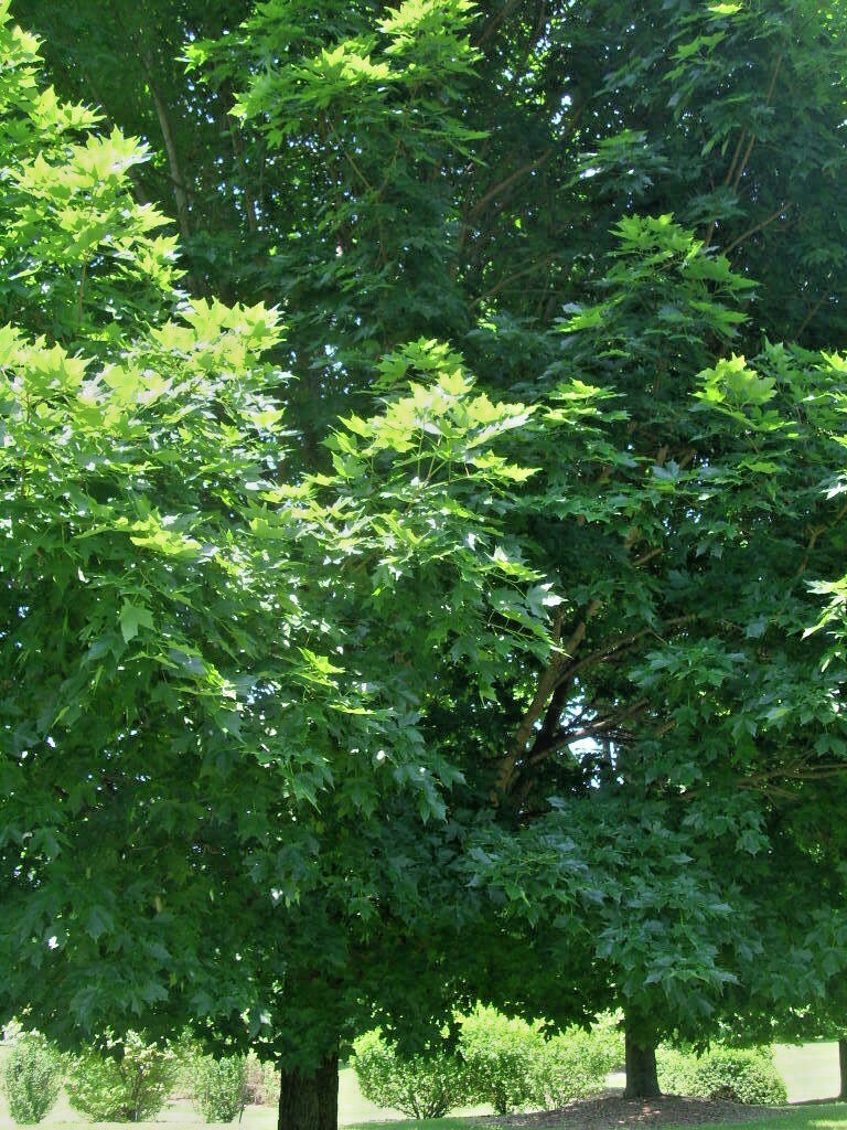 20 LEGACY SUGAR MAPLE SEEDS – Acer saccharum ” legacy “