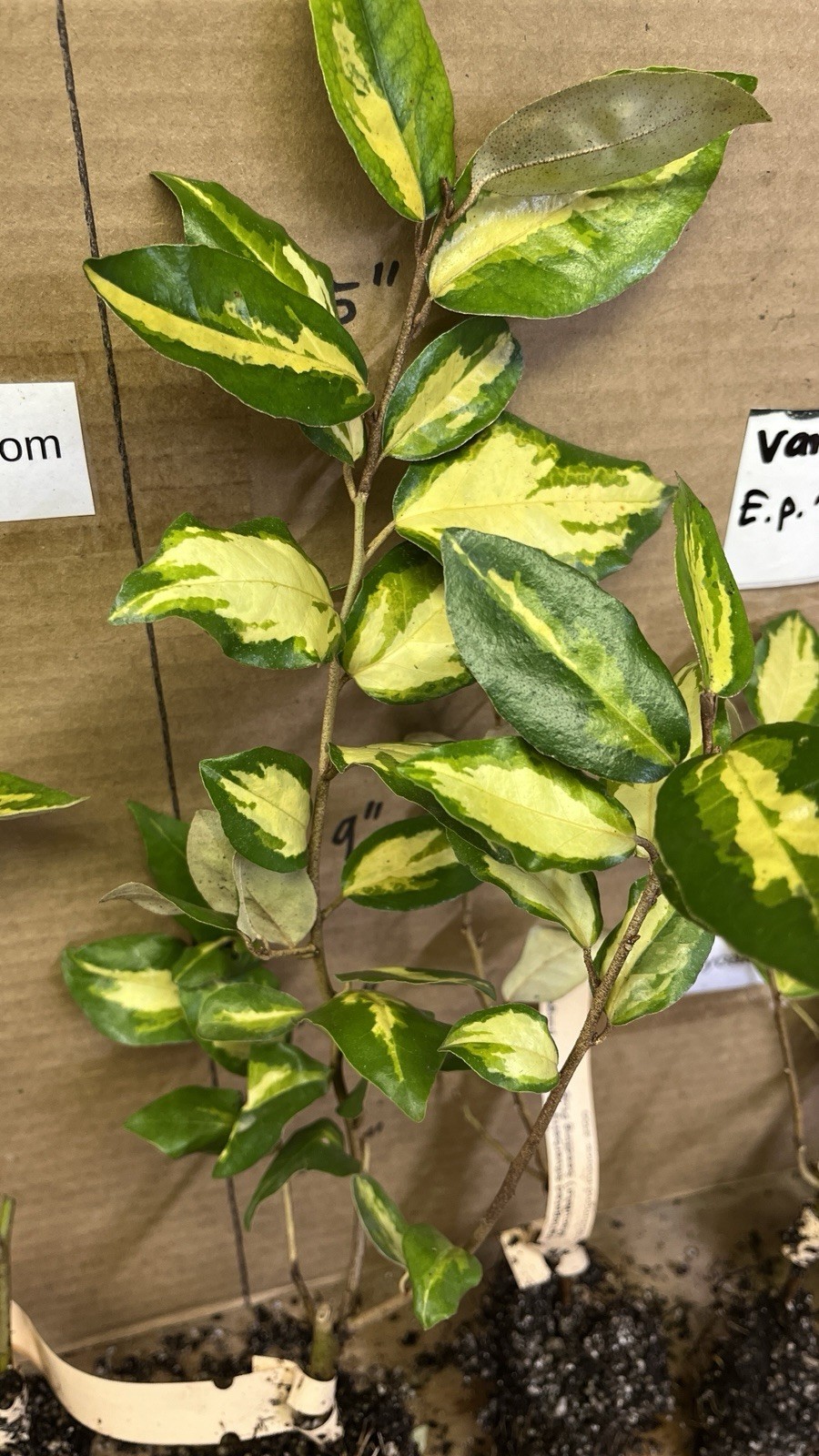 Variegated Silver berry E.P. “Maculata” 1 year old plant