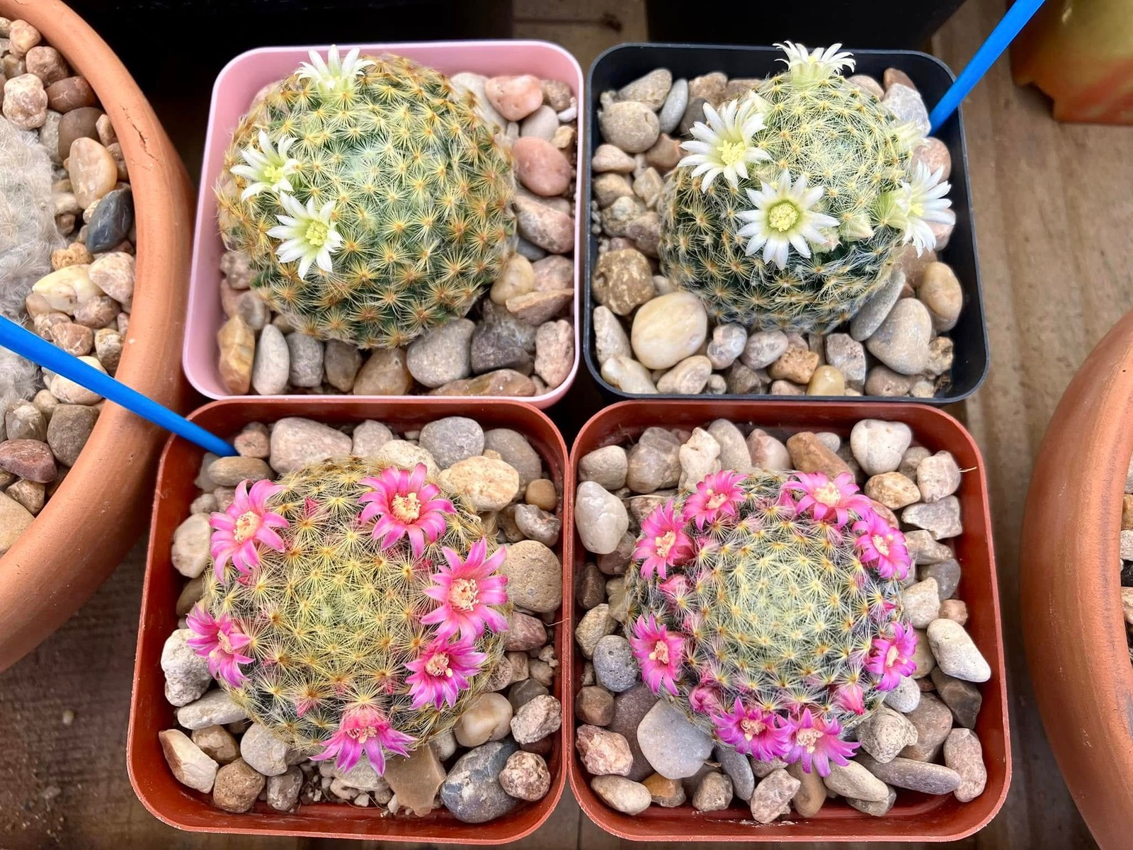 Seed- Mammillaria shiedeana white or pink fl. 25 seeds (2025)