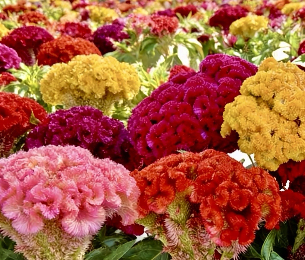 600 Celosia CRISTATA Mix COCKSCOMB Heirloom Cut & Dried Flower Seeds No Track