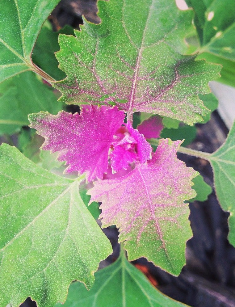 100 Semillas quelite cenizo ,nexuaquilit chenopodium album