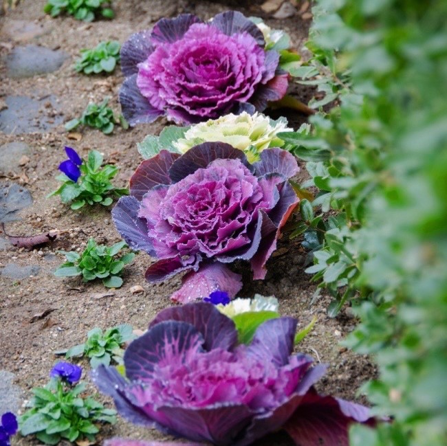 Mixed Ornamental Cabbage/Kale Seeds Smooth Round-Leaf Osaka Pink Fresh 2026 🇺🇸