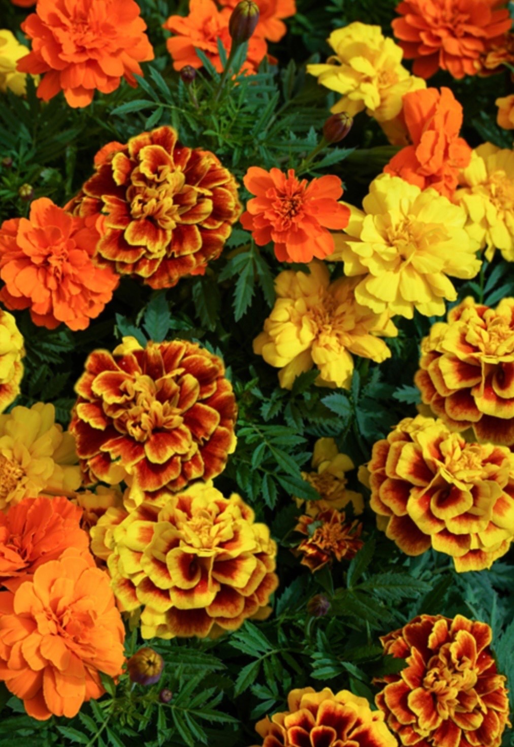 French Marigold Flower Seeds, Dwarf Double Bloom Sparky Mix, NonGMO Fresh 2026