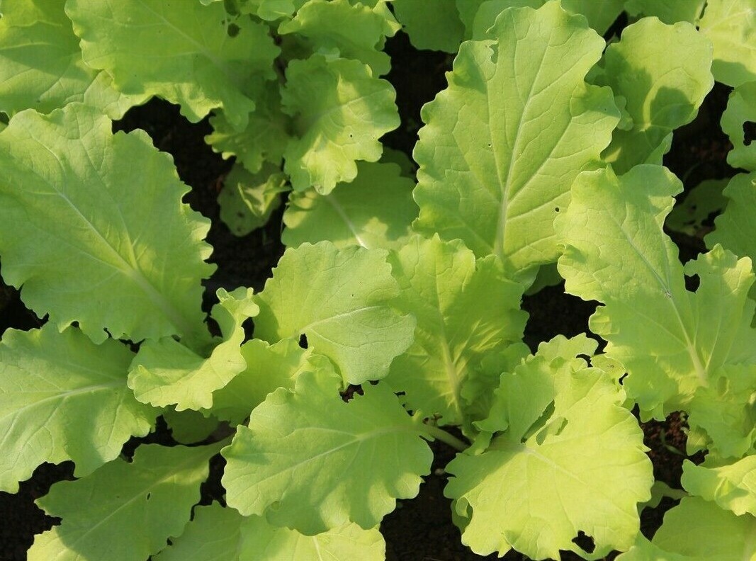 TOKYO BEKANA MUSTARD SEEDS 300+ Asian Culinary GARDEN micro-greens FREE SHIPPING