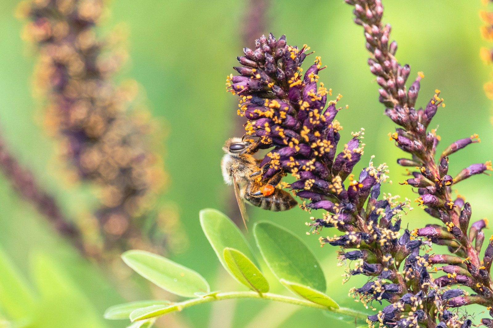 50 FRAGRANT FALSE INDIGO (Dwarf Wild Indigo) Amorpha Nana Flower Seeds
