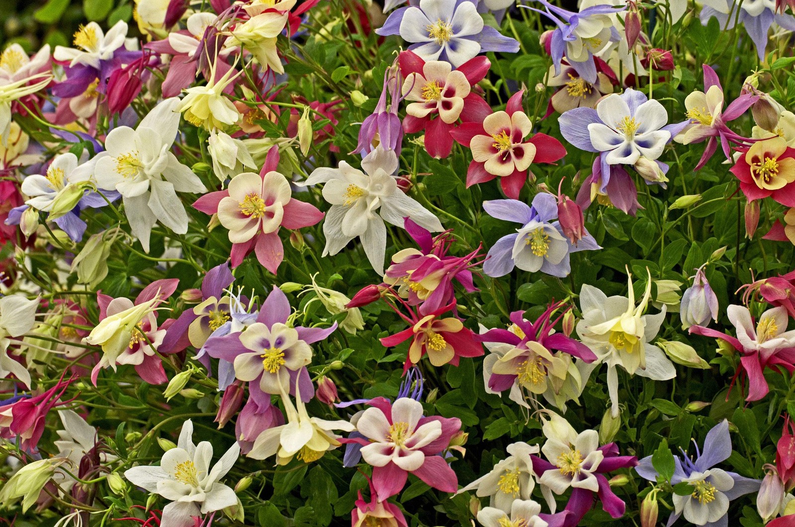 50 Mixed Colors MCKANAS GIANT COLUMBINE Aquilegia Vulgaris Flower Seeds