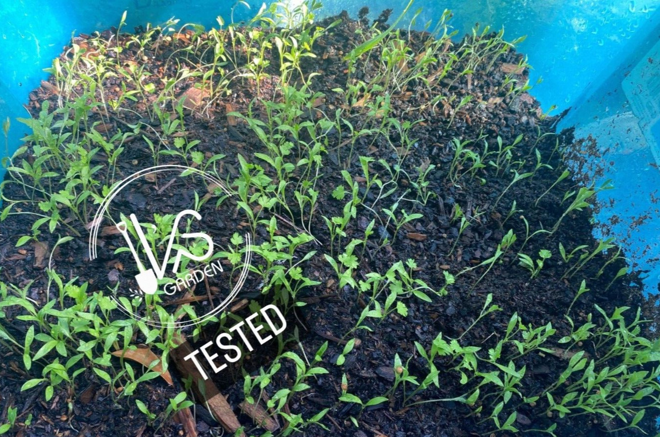 (100+ pcs) CILANTRO SEEDS, CORIANDER LEAVES, 香菜, 고수, RAU MÙI, NGÒ RÍ |NEW SEEDS|