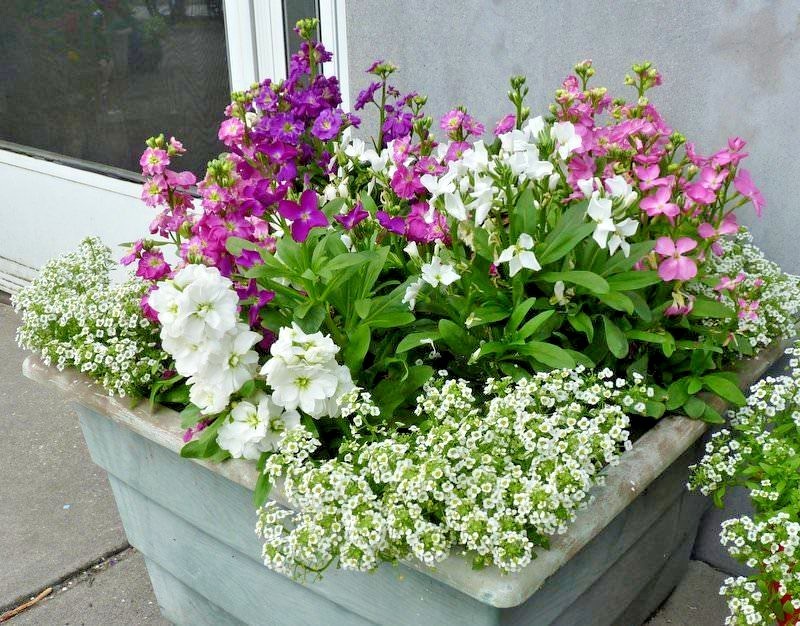 1001+EVENING SCENTED STOCK Seeds Perfume Plant Clove Summer Garden Container