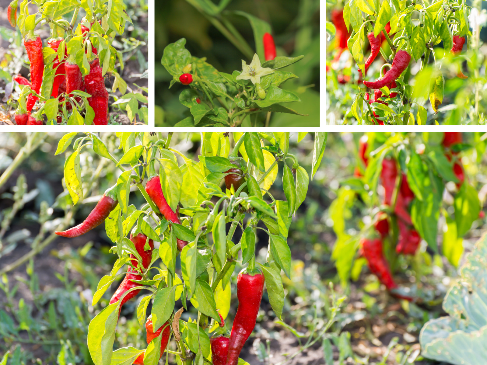 35 Seeds| Bird’s Eye Chili Peppers (Thai) Seeds#6039