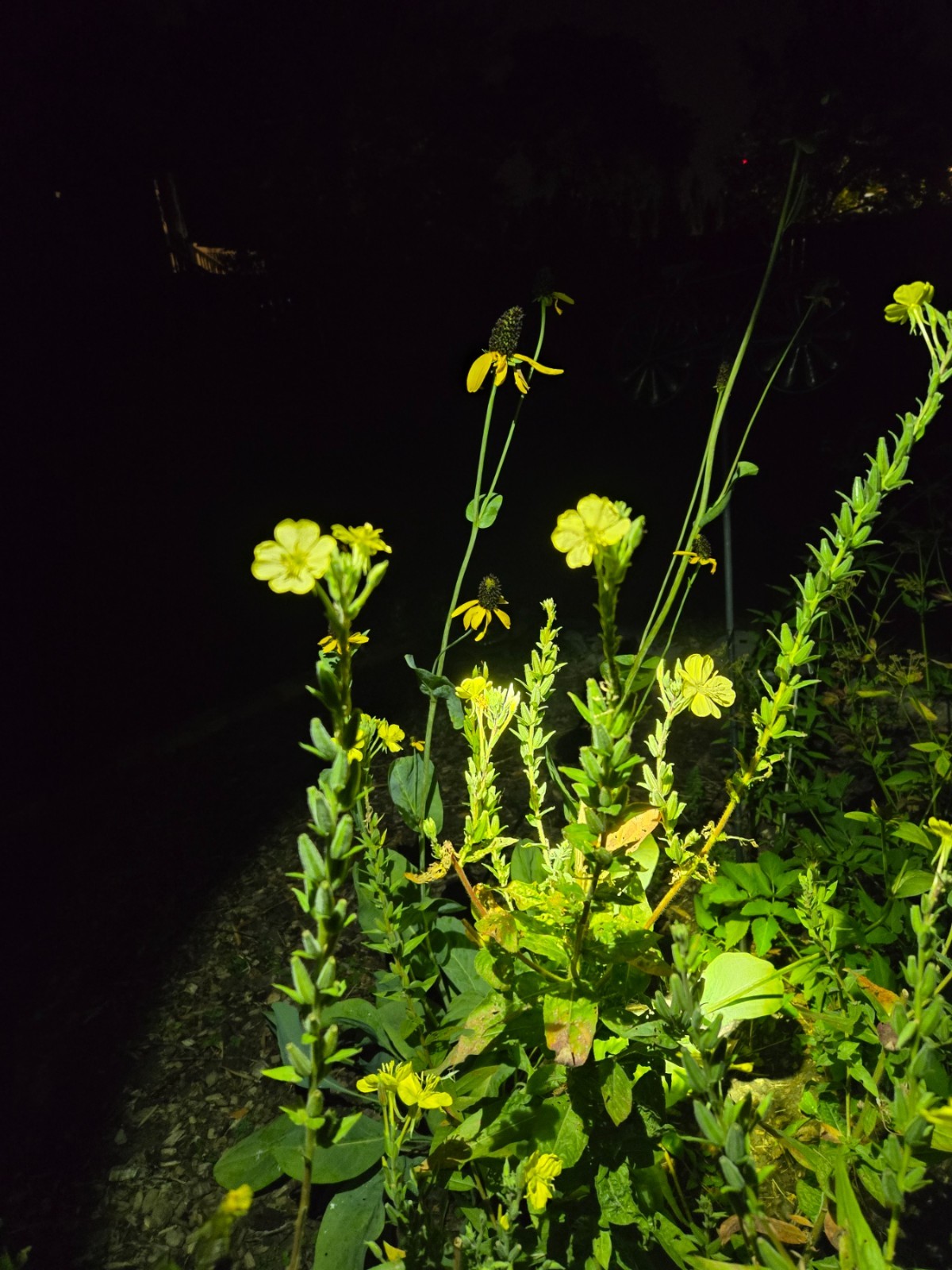 1 Gram Common Evening Primrose Seeds/NATIVE N East US/Oenothera biennis/Organic