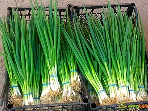 Seeds Bunching Green Onions Scallions 250+ Seeds for Planting Perennial small