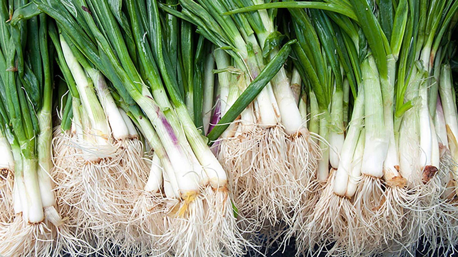 500+JAPANESE Evergreen Bunching GREEN ONION Seeds Welsh Nebuka He Shi Ko 70 Day