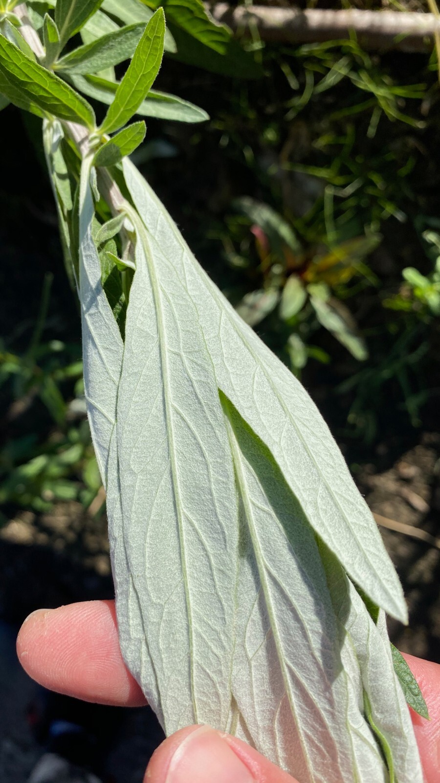 California Mugwort Seeds