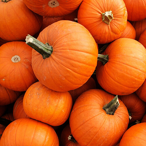 New England Pie Pumpkin Seeds | Small Sugar Pie Pumpkin | Free Shipping | 1077