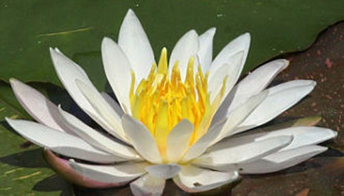 Nymphaea sp. Virginalis White water Lily 15 seeds