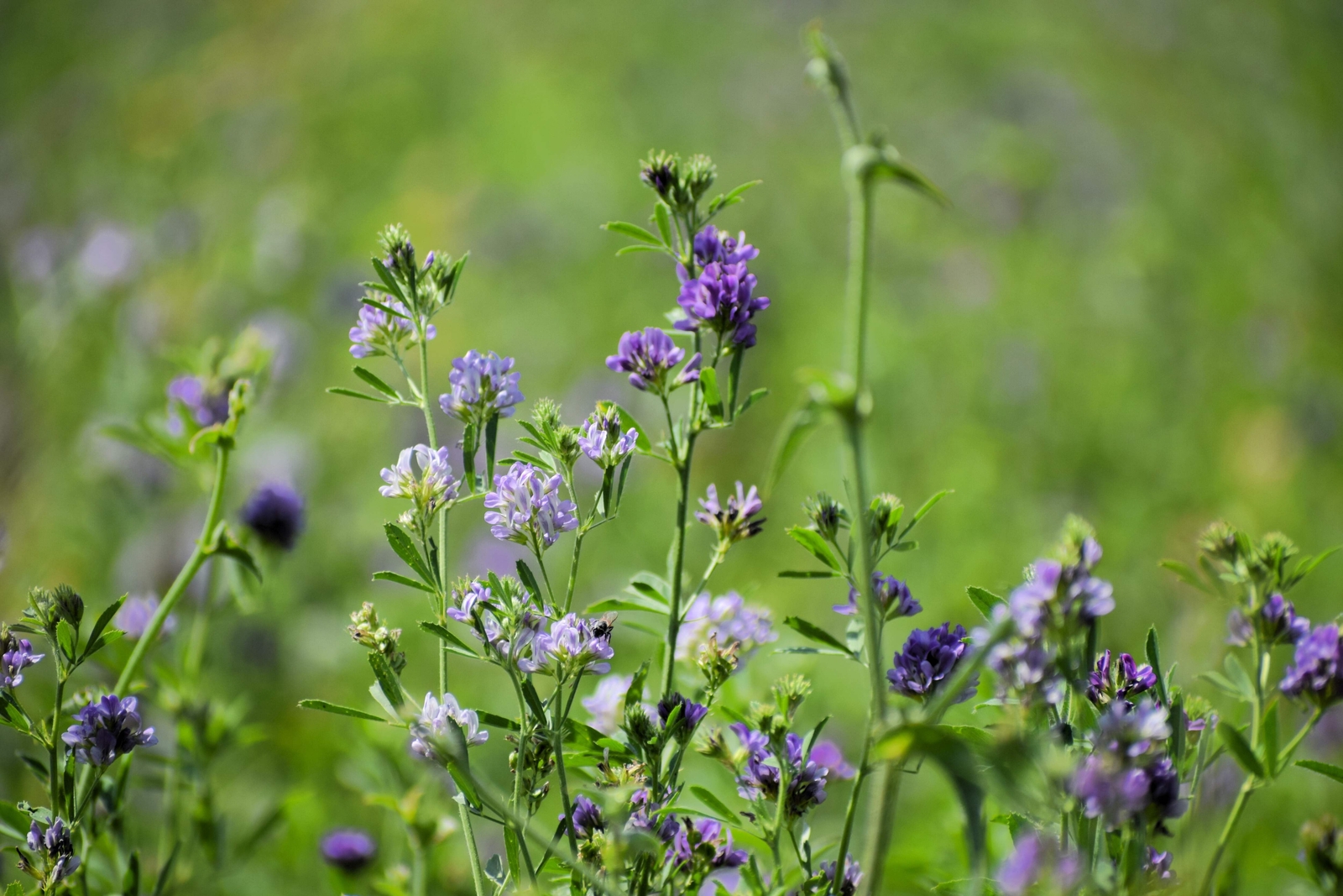 2000 ALFALFA Medicago Sativa Flower Plant Seeds