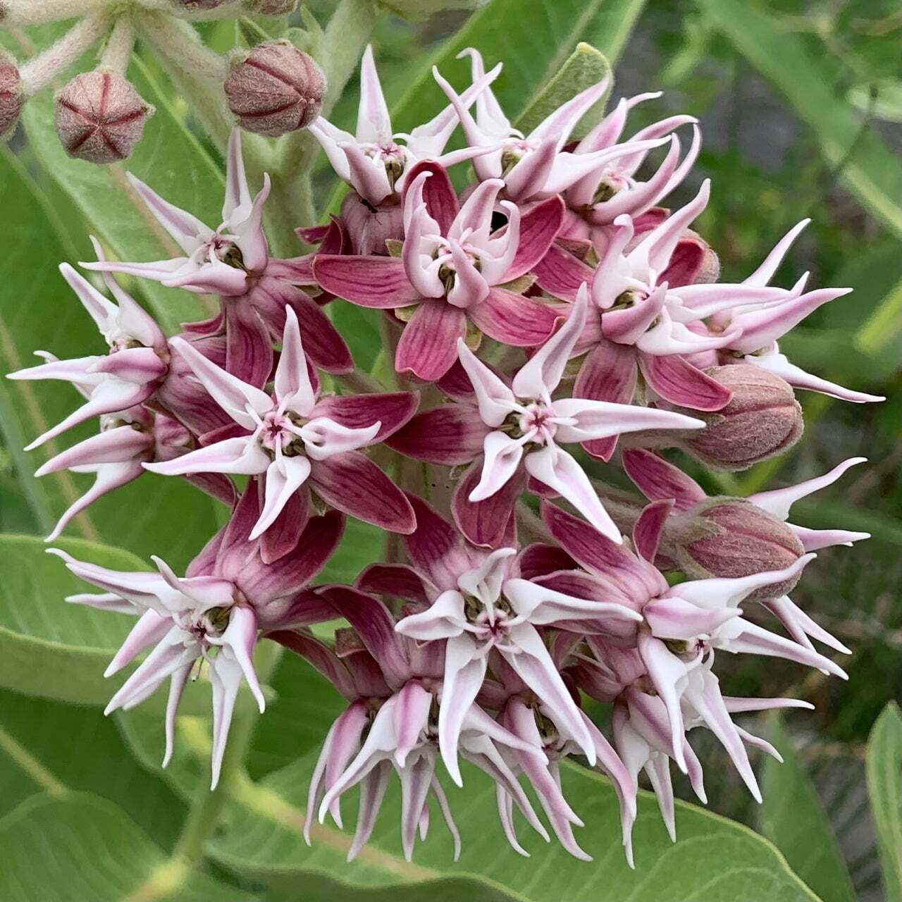 Showy Milkweed Seeds, Asclepias, Butterfly Weed, Easy Grow, FREE SHIPPING