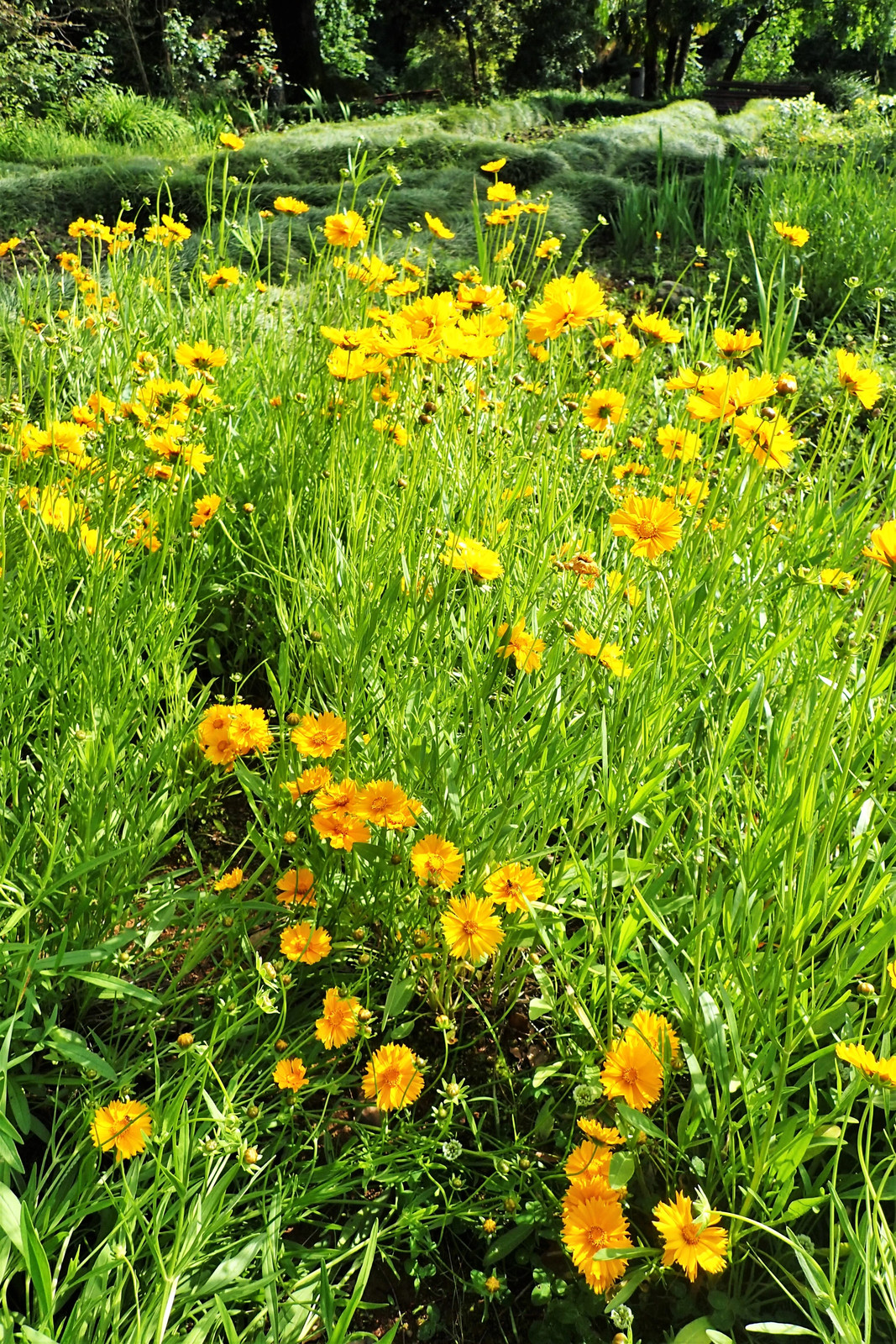 Lanceleaf Coreopsis Seeds | Yellow Tickseed May Perennial Wildflower Seed 2025