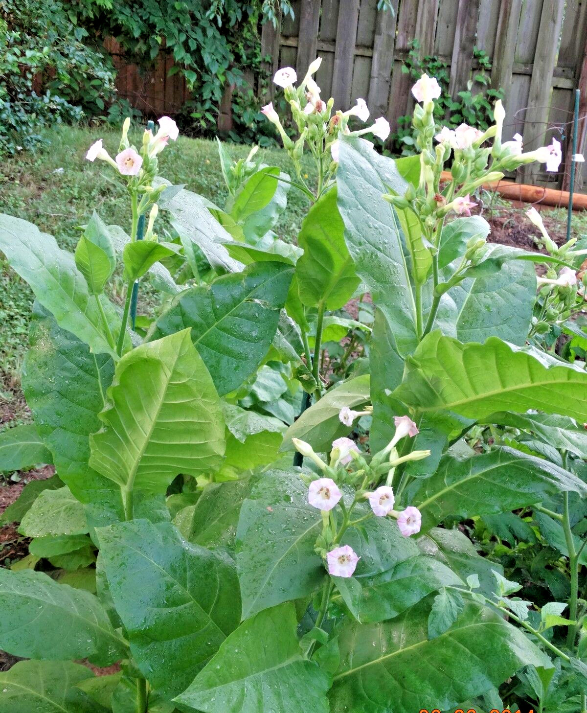 SHIRAZI TURKISH-PERSIAN AROMATIC TOBACCO 500+ SEEDS RARE ORIENTAL ORGANIC 2022