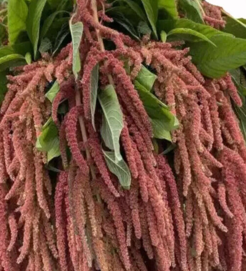Amaranthus, ‘coral fountains’ 35 seeds