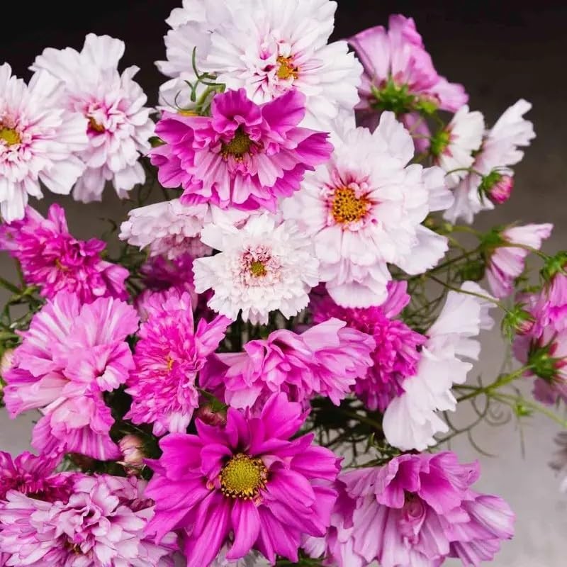 1000 Double Cosmos Seeds for Planting – Fully Double Blooms, Mixed Colors, Op…
