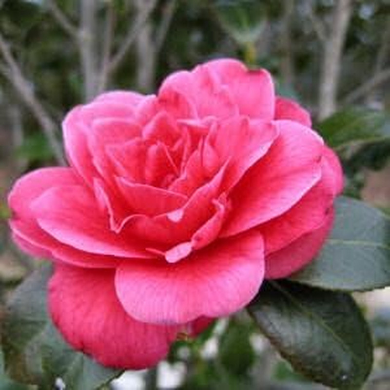 100 Mixed Colors Double Camellia Impatiens (Balsam/Lady Slipper/Touch Me Not) Im