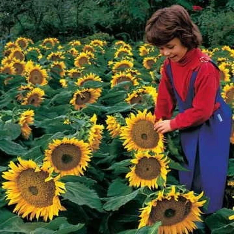 1000+ Annuals & Perennials WildFlower Mix Heirloom Pollinator Non-GMO Fresh Seed