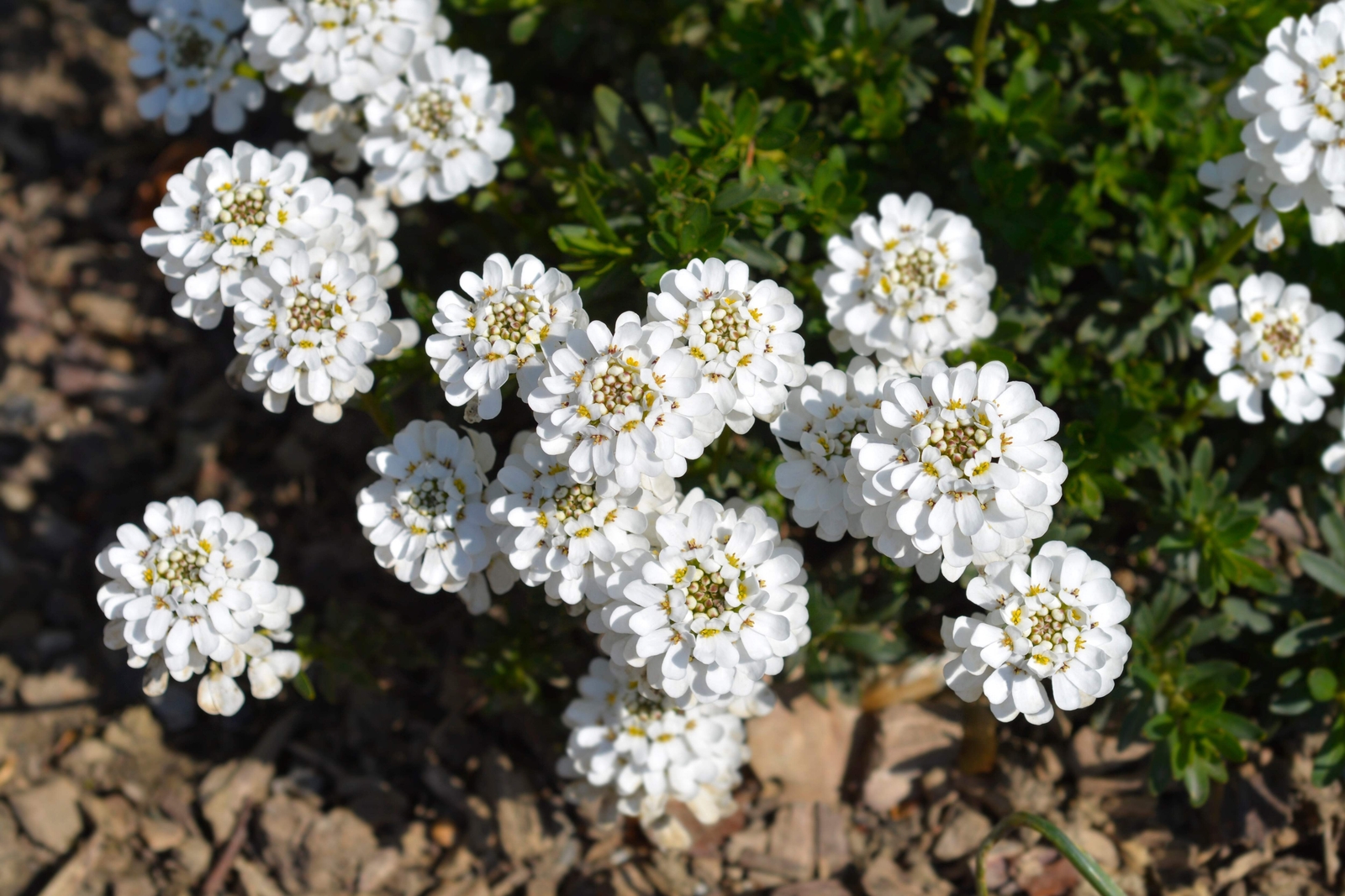 1000 WHITE EMPRESS CANDYTUFT Iberis Amara Flower Seeds *Flat S/H