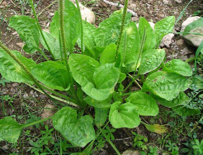Broadleaf Plantain Seed (Plantago major) 500 to 100,000 seeds ~ White Man’s Foot