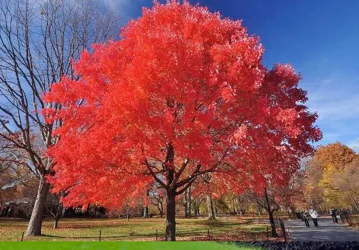 50 TREE SEEDS: Red Maple (Acer rubrum) | USA SELLER – Hand picked April 2025