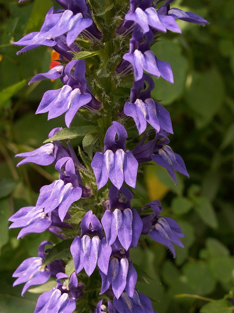 GIANT BLUE LOBELIA 243 SEEDS, LOBELIA SIPHILITICA HARDY, EZ TO GROW, USA SELLER