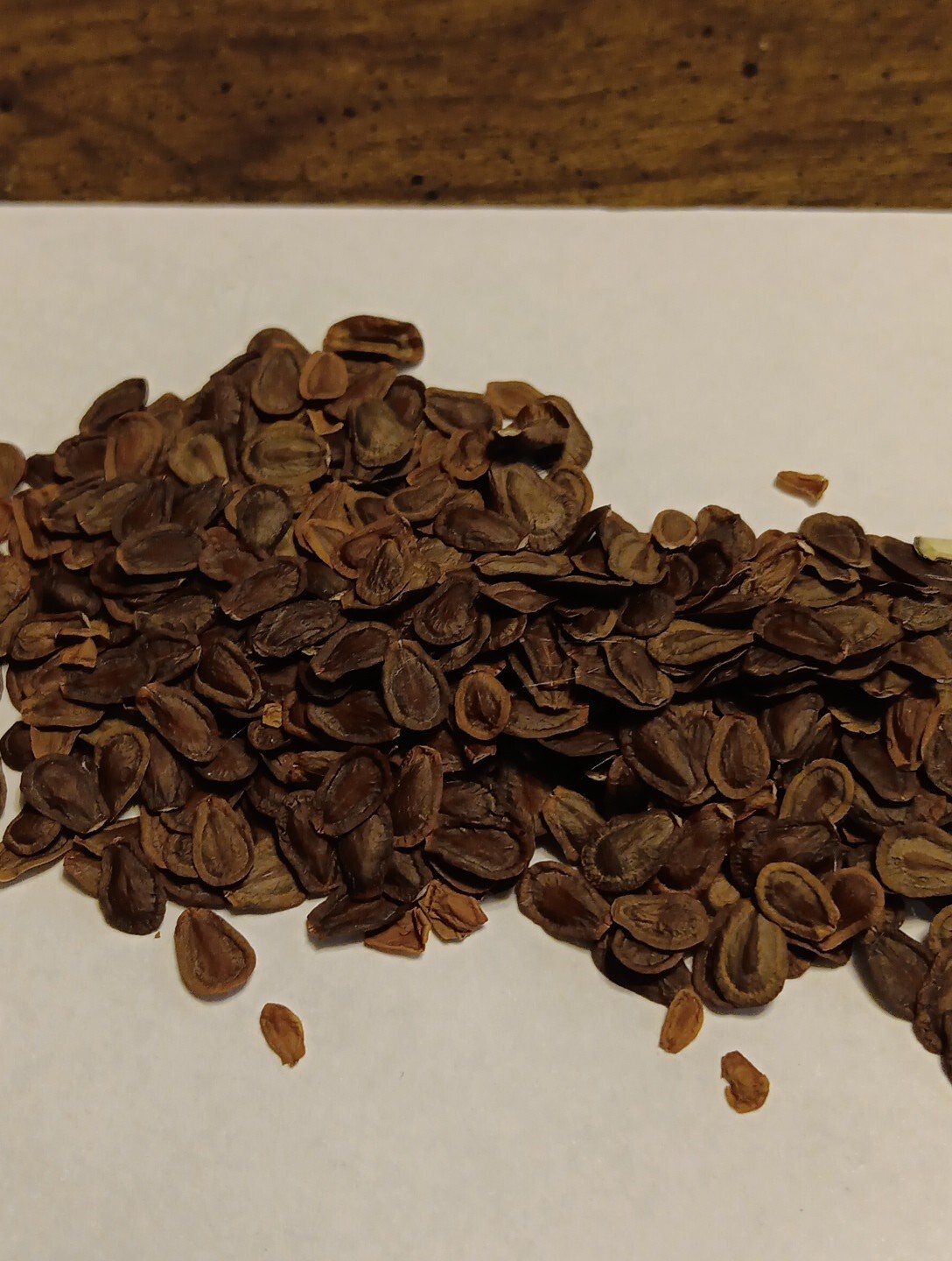 300 Common Milkweed Seeds Great for Monarchs