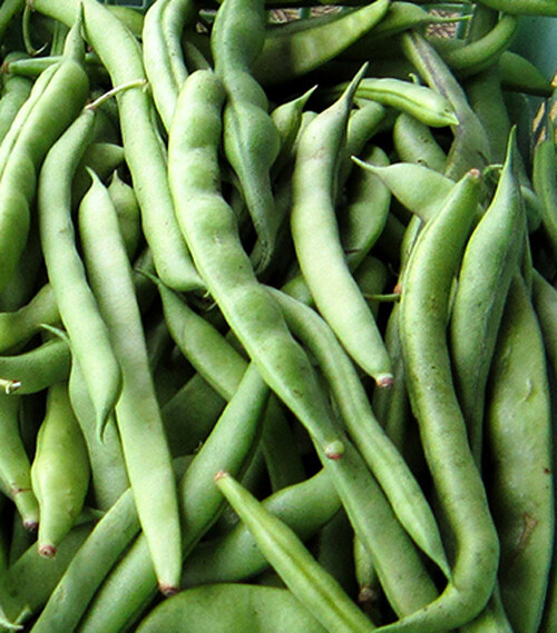 15+Kentucky Wonder Pole Bean Seeds Chinese Four Seasons Pole Green Bean USA