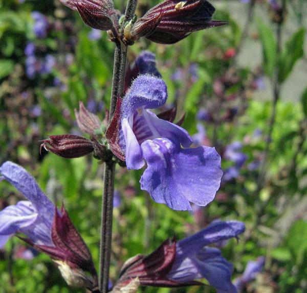 Salvia officinalis | Common or Garden Sage | 5 Seeds