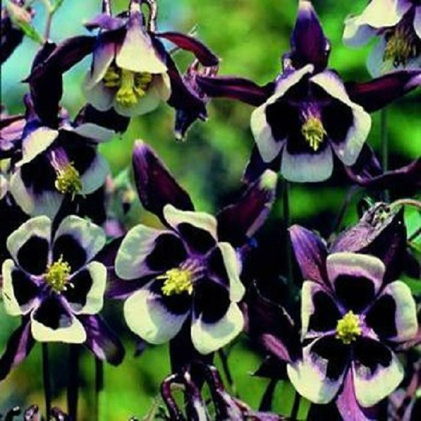 100 Columbine Seeds Aquilegie William Guinness