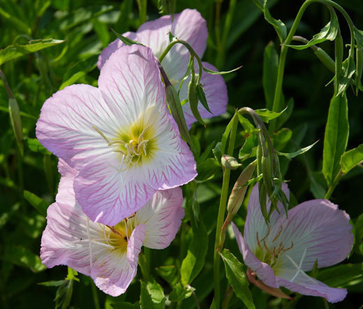 PRIMROSE SHOWING EVENING Oenothera Speciosa – 1,000 Seeds
