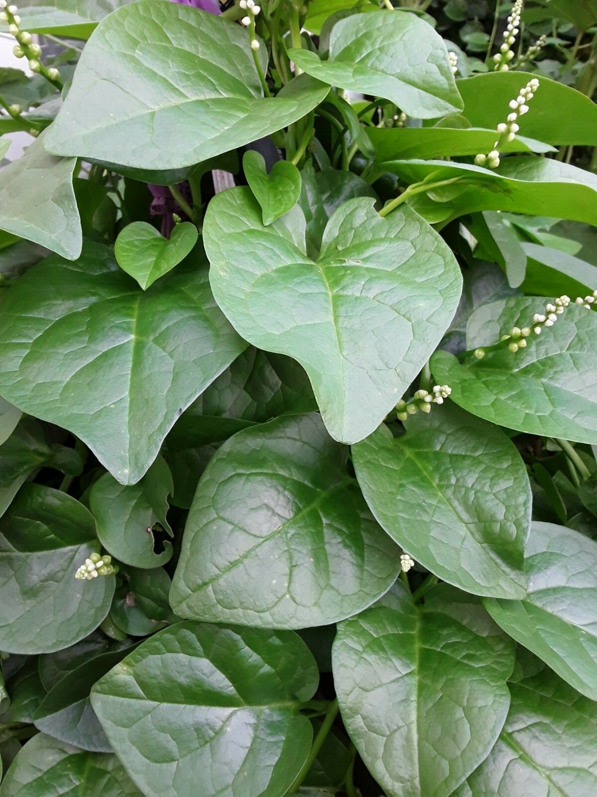 90+ Organic Green Stem Malabar Spinach Alugbati Mong Toi Poi Sang Ceylon seeds