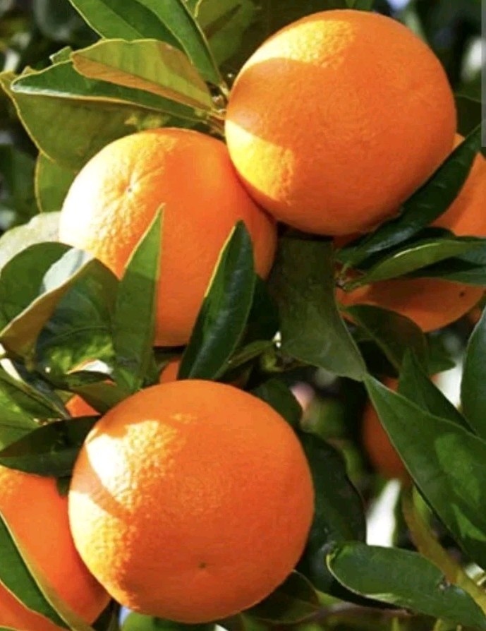 Sweet California Orange – 5 seeds Ready to Germinate – Citrus Fruit Tree USA