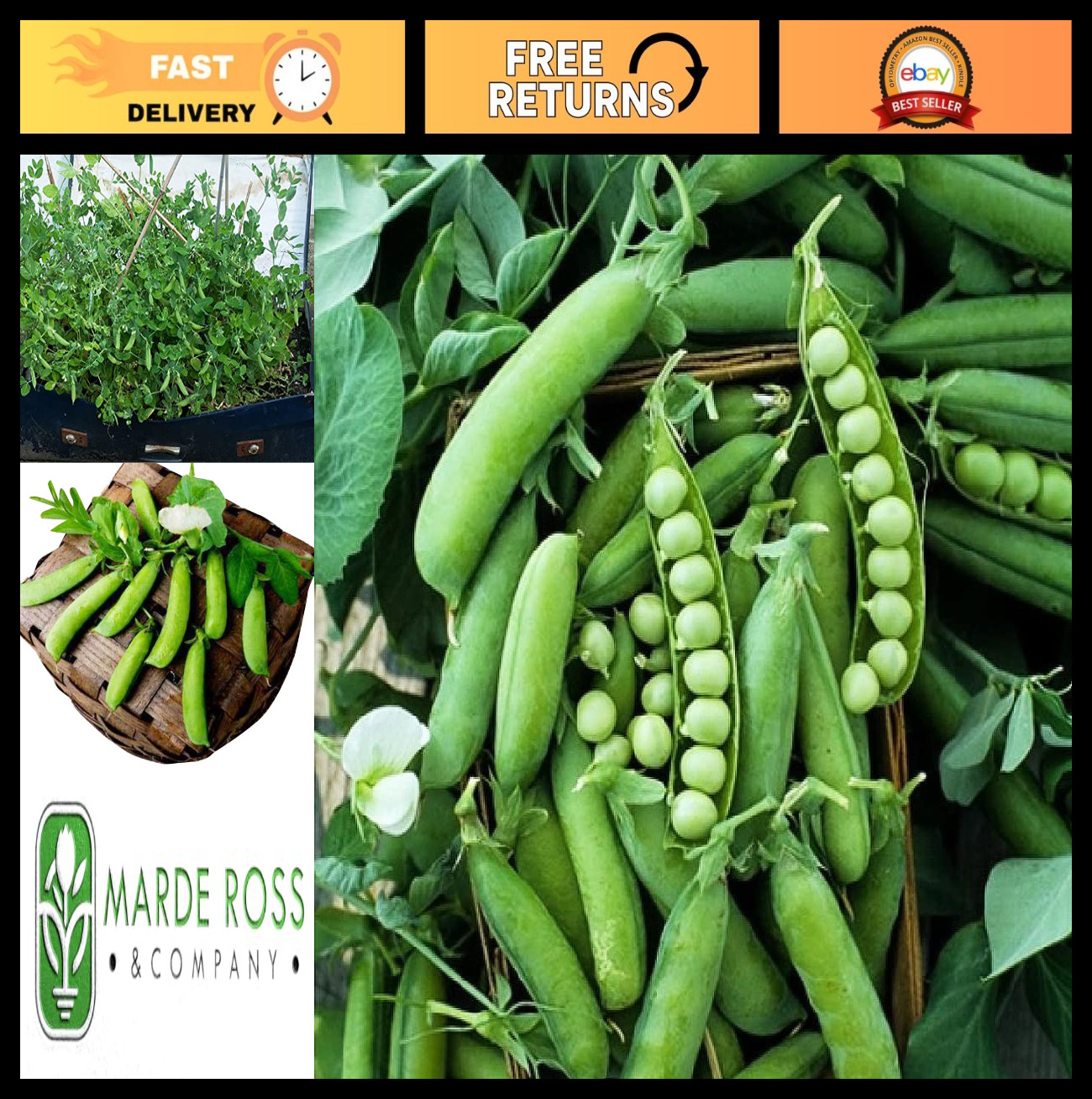 50 Heirloom Sugar Snap Pea Seeds – Non-GMO, Bush Variety, 2′ Tall – Garden Plant