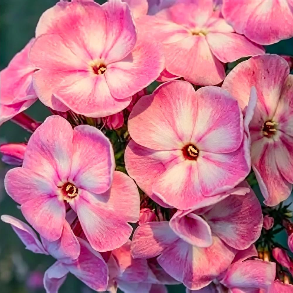 10007+ Creeping Mixed Phlox Seeds for Planting,Bright Perennial Creeping Phlox S