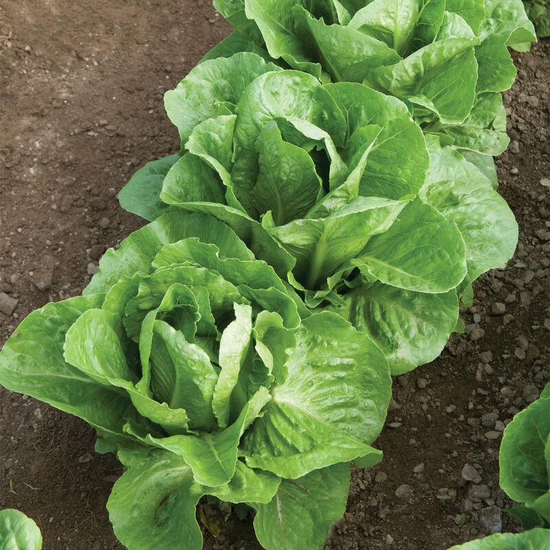 1g– Lettuce Seeds (900) – Premium Harvest of Fresh- Parris Island Romaine – B 64